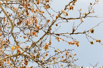 winter tree