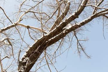 winter tree