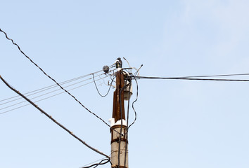 pigeon sitting on a street lighting pole