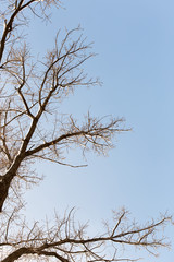 winter tree