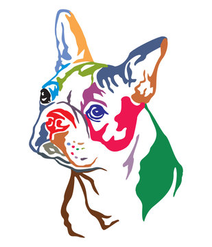 Colorful decorative portrait of Dog Boston terrier vector illustration