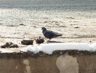 flock of pigeons on snow in winter