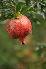 美味しそうに育ってきたザクロ