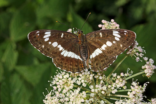 grande farfalla bruna (Limenitis camilla)