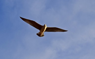 una gaviota volando con las alas abiertas