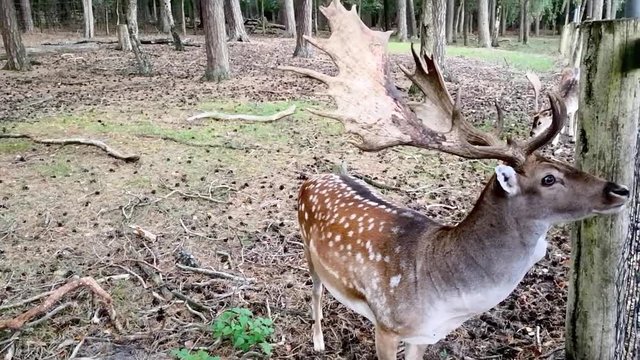 Damwild Hirsch wird im Gehege von Besuchern gef&uuml;ttert, full HD 1080p Video Footage