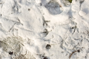 snow on the ground in nature
