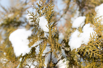 snow on tree branches