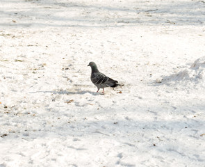 flock of pigeons on snow in winter