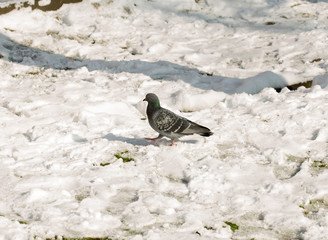 flock of pigeons on snow in winter