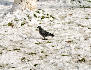 flock of pigeons on snow in winter