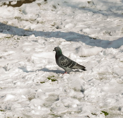 flock of pigeons on snow in winter