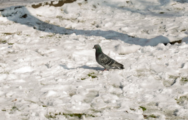 flock of pigeons on snow in winter