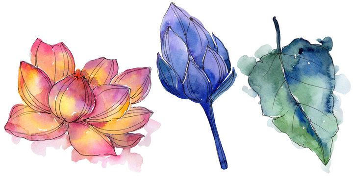 Wildflower watercolor colorful lotus flower. Floral botanical flower. Isolated illustration element. Aquarelle wildflower for background, texture, wrapper pattern, frame or border.