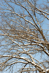 winter tree