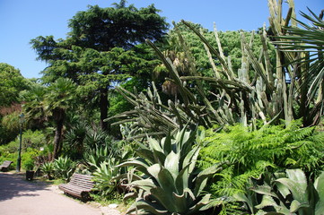 Kaktusy w ogrodzie botanicznym w Lizbonie, Portugalia © emar