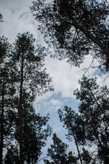 Evening with sunset in a pine forest.