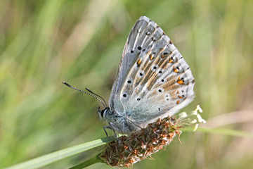 Fototapeta na wymiar farfallina dei prati (Polyommatus coridon)