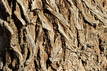 Tree Bark