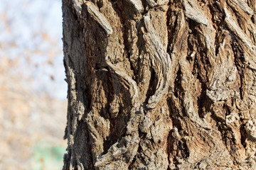 Tree Bark