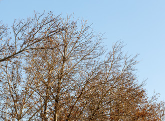 maple tree against the sky