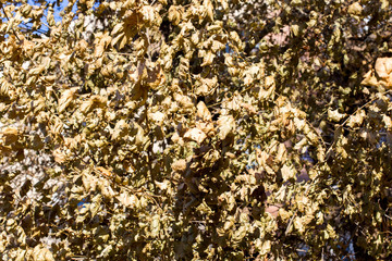 maple tree against the sky