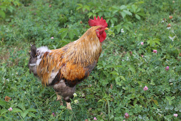 cock in the grass