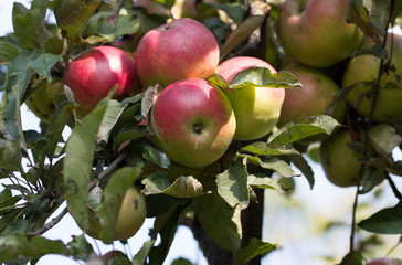 close up of apples on the tree