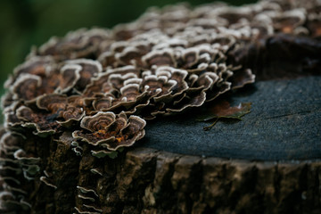 Stump Fungus