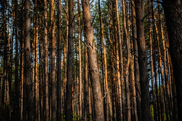 Fototapeta na wymiar Evening with sunset in a pine forest.