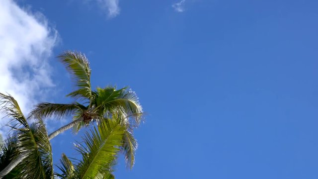 4K Overhead view of airplane flying across clear blue sky and palm tree tops
