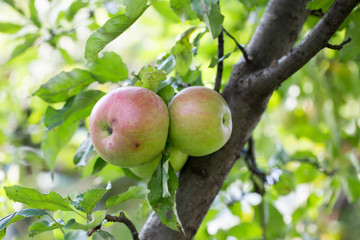 close up of apples on the tree