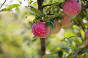close up of apples on the tree