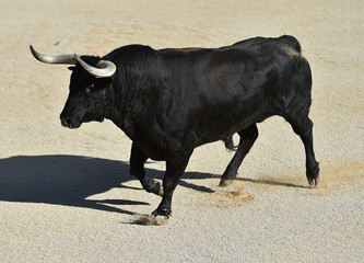 toro negro en españa