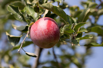 close up of apples on the tree