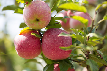 close up of apples on the tree