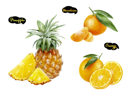 orange pineapple tangerine watercolor hand drawn illustration set