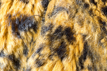 close up tiger skin texture