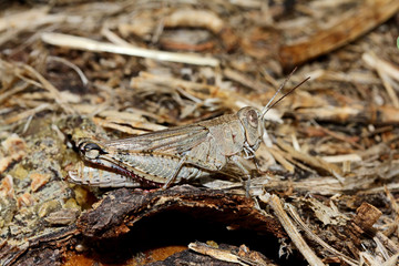 cavalletta mimetica (Calliptamus italicus)
