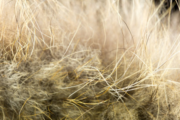 Close up wolf fur texture to background