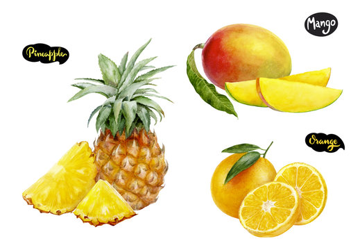 orange pineapple mango watercolor hand drawn illustration set