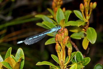 piccola libellula celeste (Coenagrion puella) in ambiente montano