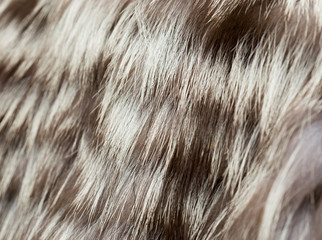 background gray fur coat from a raccoon