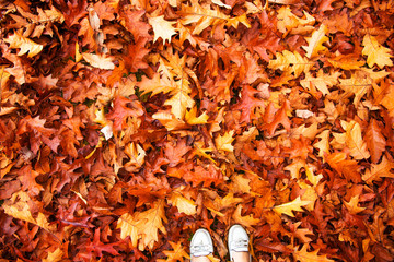 Colorful and bright background made of autumn leaves