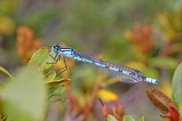 piccola libellula celeste (Coenagrion puella) in ambiente montano