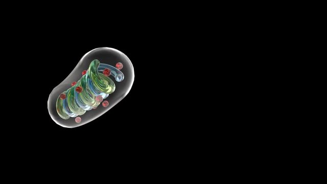 schematic mitochondria able to loop