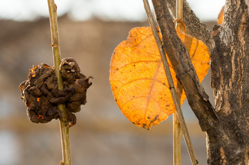 Autumn leaves macro poplar tree