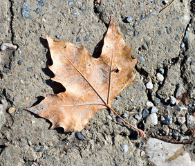maple leaves on the ground