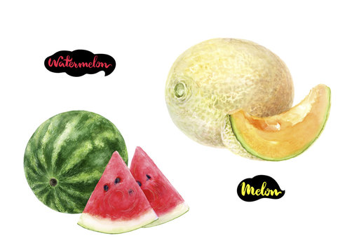 melon watermelon watercolor hand drawn illustration set
