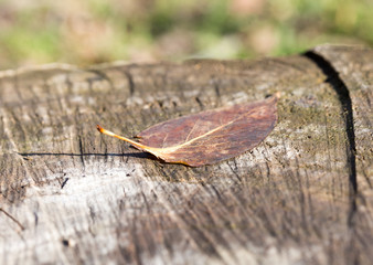 Autumn leaf on the wooden background